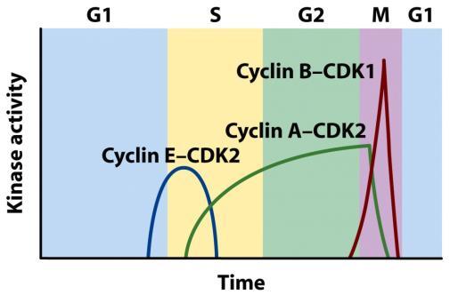 A sejtciklus szabályozás feltárása Nobel-díj 2001-ben L. Hartwell (1970-71) élesztő (S. cerevisiae) mutánsok, CDC ( cell division cycle ) gének, ellenőrzőpontok Cdc28 protein-kináz: START (G1 S) P.