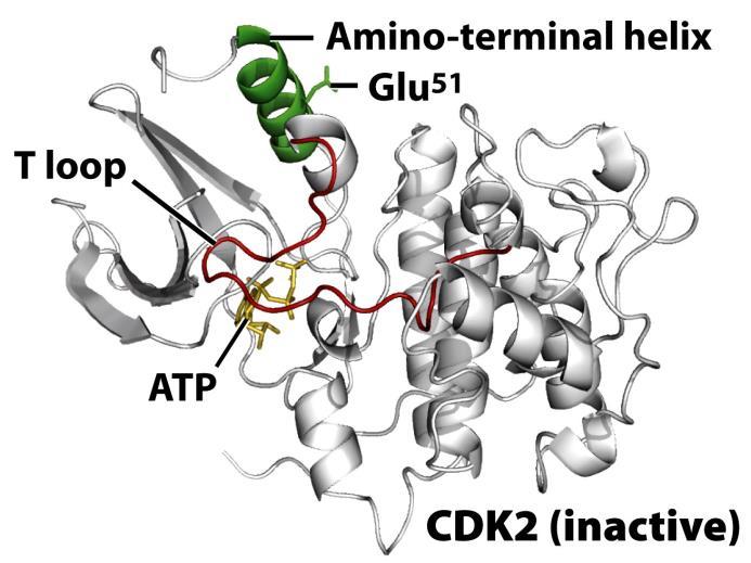 Ciklin-függő protein-kinázok amino-terminális -hélix T-hurok inaktív CDK2 (fehérje szubsztrát nem tud kötődni a T-hurok