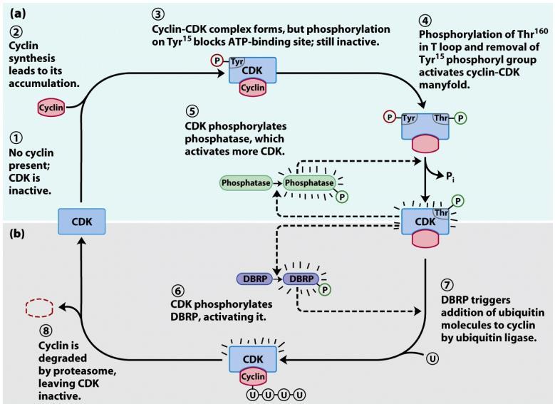 Ciklinek Ciklinek: CDK regulációs fehérjéi/alegységei (általában) szabályozott degradáció (és szintézis) 30-féle emlősökben (ciklin-a, -B, -D, -E) Ciklin-A és -B: mitotikus típus N-terminális