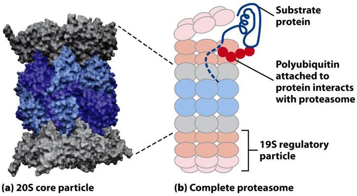 Ubiquitin-mediált proteolízis Proteaszóma: 26S (2000 kd) 20S core komplex: 28 (4x7) homológ és alegységek 2x3 alegység: háromféle proteáz specifitás 19S regulációs komplex (AAA szupercsalád)