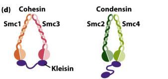 maintenance of chromosomes) Kohezin és kondenzin szerepe a sejtciklus során G1 kromoszóma centromér