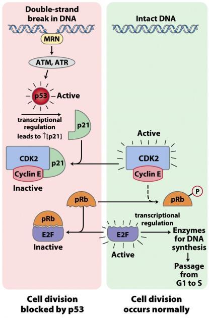 G1 S átmenet szabályozása Ciklin-E / CDK2 szubsztrát: Rb retinoblasztóma protein (sejtciklus fékező tumor