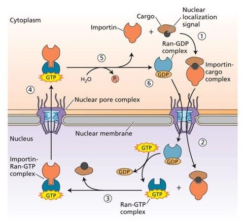 NLS és FG-nukleoporin felismerő domén Nukleáris import Importin felismeri a fenilalanin (F) és glicin (G) gazdag