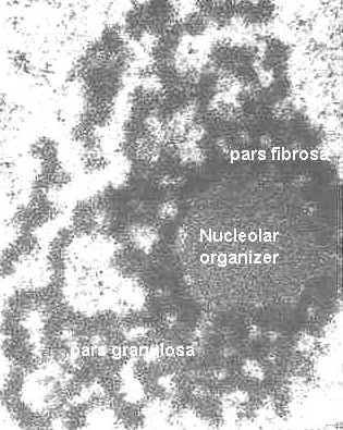 A nukleólusz elsősorban a riboszómális RNS-ek szintézisének a helye, de a riboszómák részleges összeszerelése is itt történik.