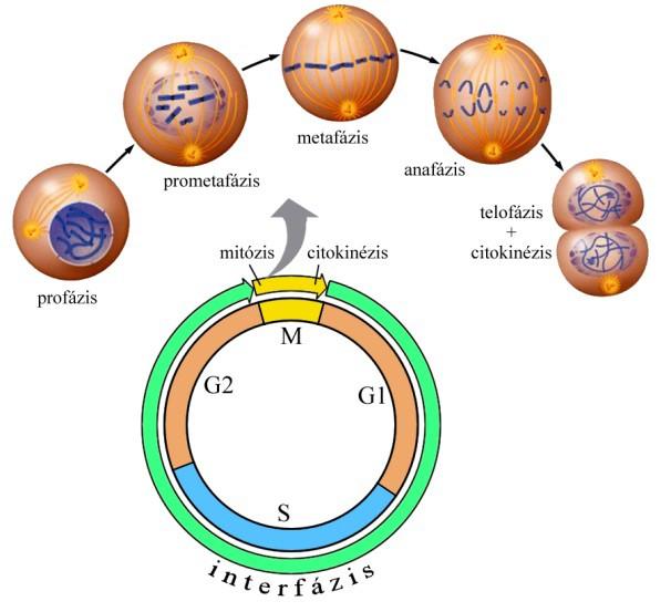 Sejtciklus, sejtosztódás Sejtciklus: sejt anyagainak megkettőződése és az ezt követő két utódsejt létrejötte Két kromatidás