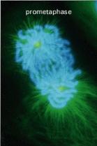 Prometafázis Sejtmagvacska eltűnik Folytatódik a kromoszómák kialakulása Sejtmaghártya vezikulumokra esik szét