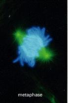 Metafázis Kromoszómák a kinetokor mikrotubulusokon keresztül a sejt egyenlítői síkjába rmetafázikus lemez)
