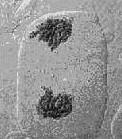 kromatinállomány alakul ki (sejt interfázisos formája) Kialakulnak a