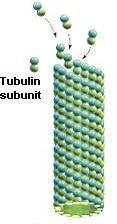Tubulin: heterodimerek üreges