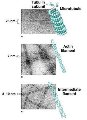 Citoszkeleton 3 fő szerkezeti eleme Mikrotubulusok Aktin