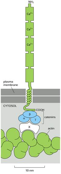 Minden sejt legalább egy, de általában többféle kadherin molekulát visel PM-ján Legtöbb a PM-t egyszer átérő glikoprotein Extracelluláris rész 5 hasonló domént tartalmat