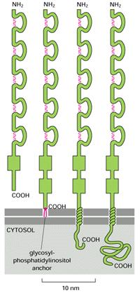 Immunglobulin (Ig)- szerű sejtadhéziós molekulák (CAM) Elnevezés: szerkezetükben az Ig molekulára jellemző