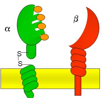 Integrin: ECM receptor Kation (2+) kötőhely Integrinek: membránt átérő fehérjék, melyek