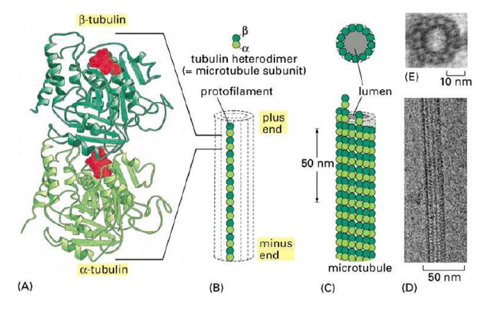 Mikrotubulusok (MT) 25 nm átmérőjű üreges csövek Molekulák sejten belüli szállításában