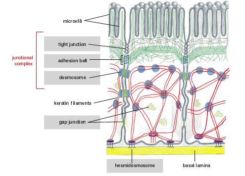 Sejtkapcsoló struktúrák Zonula occludens