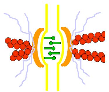 Dezmoszóma / macula adherens sejt-sejt kapcsoló struktúra Citoszkeleton intermedier filamentumaival kapcsolódik Patent szerűen kapcsolja össze a sejteket A két sejt közötti rés: 25 nm (EM: