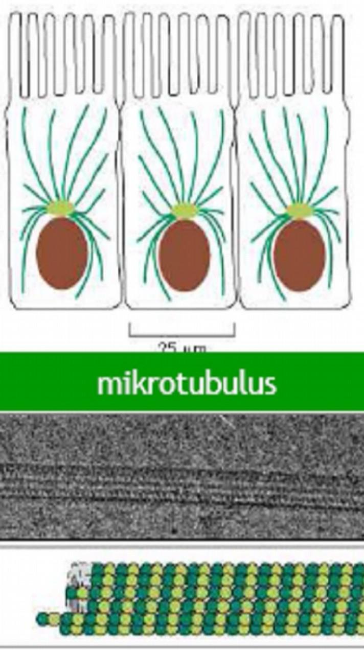 Mikrotubulus felépülése 13 protofilamentumból egy polarizált