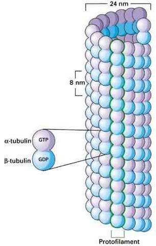 α-tubulin mindig a MT pozitív vége β-tubulin a MT negatív vége