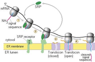 Fehérjeszintézis DER-hez kötött riboszómán Szignál szekvencia SRP: szignál felismerő részecske SRP felismeri a szignál peptidet és hozzá, valamint a riboszómához kapcsolódik Az így létrejött komplex
