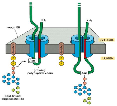 Fehérjék módosulása Kotranszlációs módosulás: Glikoziláció, metiláció, diszulfid-híd Poszttranszlációs módosulás: szignál peptid eltávolítása, glikoziláció, oxidáció, proteolízis, lipid lánc