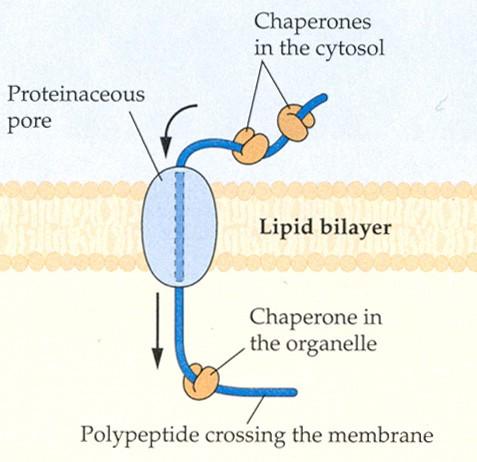 DER-ben minőség-ellenőrzés chaperonok által Térszerkezet kialakító, hajtogató enzim molekula (Az ER-ben megjelenő fehérjemolekulákat megkötik mindaddig míg a teljes lánc el nem készül, ill.