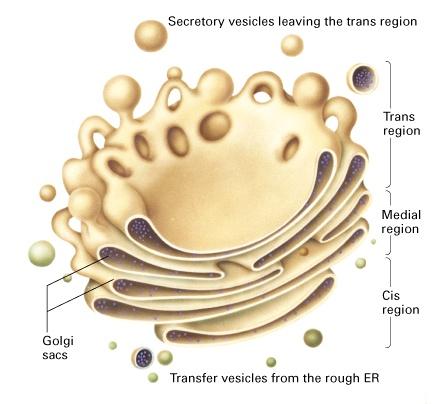Golgi apparátus Háromdimenziós membránstruktúra ER termékeinek elosztója