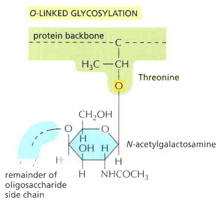 O(oxigén)-kötött glikánok A szénhidrátrész a szerin/treonin/hidroxillizin hidroxil-csoportján keresztül kapcsolódik Főként arabinóz és galaktóz cukrokból épül fel A cukoregységek