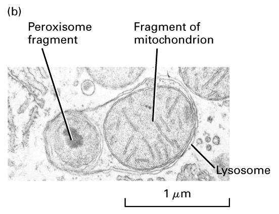 Lizoszómák Olyan a citoplazmában elhelyezkedő vezikulák, melyek hidrolitikus enzimaktivitással rendelkező fehérjéket szállítanak (makromolekulákat degradál) Fehérjéi a DER-ben szintetizált