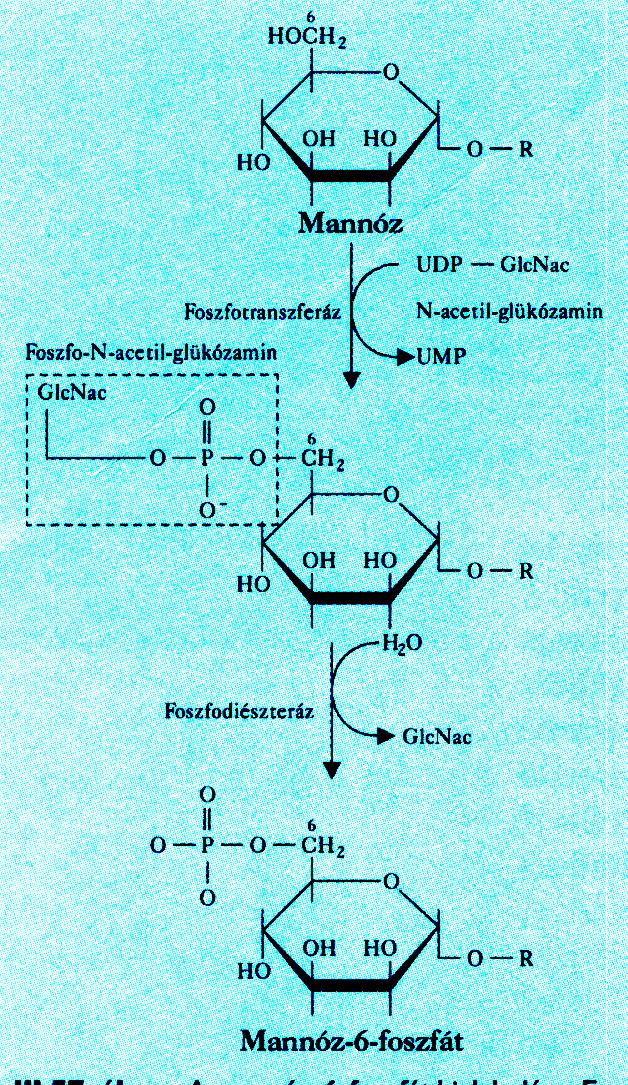 Lizoszomális enzimek jelölése Lizoszómális enzimek (hidrolázok) felismerése (szignál folt),