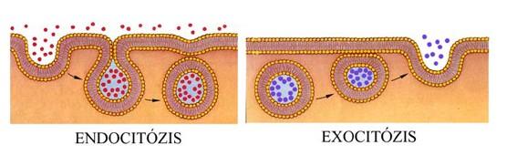 Endoszomális-lizoszomális kompartimentum Endocitózis: a sejt környezetében található makromolekulák, oldott anyagok, szilárd részecskék bekebelezéssel történő felvétele A felvett anyagok vezikulákba