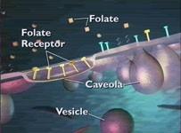 Potocitózis Több egymást követő lépésből álló folyamat, mely során a sejt kisméretű molekulákat, ionokat vesz fel környezetéből A folyamathoz a kaveolák lefűződése nem szükséges A felvételre szánt