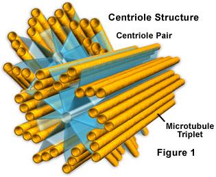 Centroszóma = MTOC (Mikrotubulus organizációs központ) Szerep:
