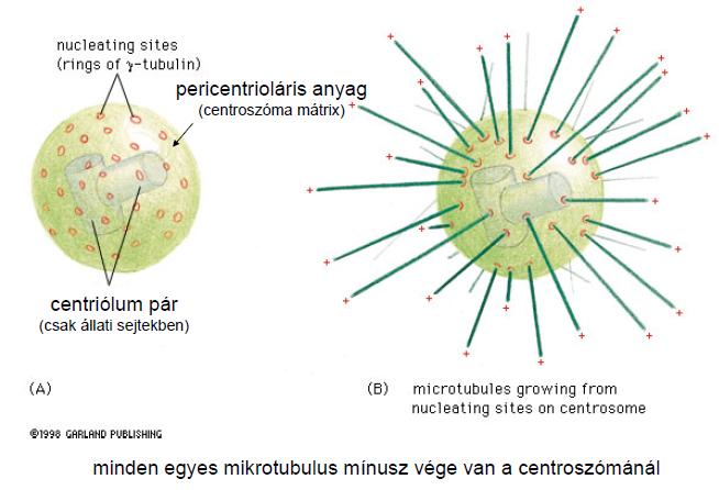 Centriolum: centroszóma közepén, két egymásra merőleges centriolum, MT