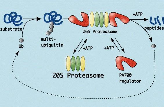 Proteaszóma működése Ubiquitin: fehérje degradációs szignálja (jelzés létrehozása: ubiquitin aktiváló, konjugáló és ligáló enzimek + ATP); 76