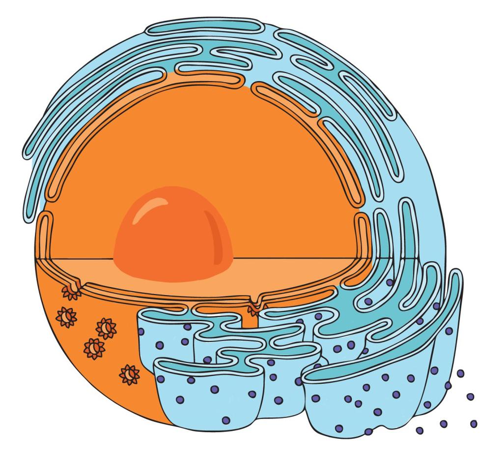 A sejtmag A sejtek DNS állománya, a genom, a mitokondriumok és