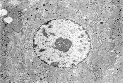 Sejtmag jellemzői Alak: ovális, gömbölyű, szabálytalan, lebenyezett