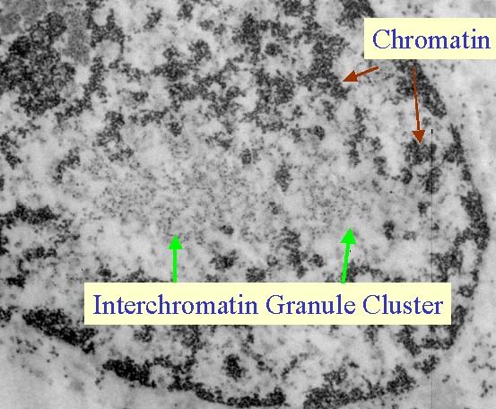 Interkromatin (kromatin közi) állomány Fibrilláris elemek: laza hálózatot alkotva a mag alapvázát adják (lamin filamentumok) Magváz (nukleoszkeleton,