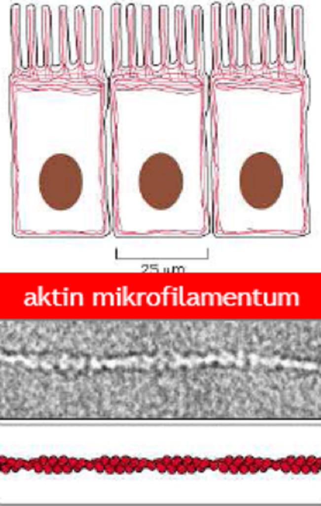 Aktin filamentumok jellemzői Aktin az eukarióta sejtekben a leggyakrabban előforduló