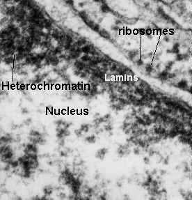 Nukleáris lamina (Lamina fibrosa) Sejtmagváz komponense (intermedier filamentum-