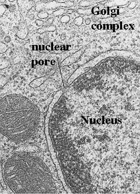 Magpórus Mindkét magmembránt átérő, nukleáris laminához kapcsolódó struktúra Citoplazma-sejtmag közötti anyagtranszport
