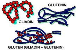 COELIAKIA = Gluténszenzitív enteropathia SIKÉRTÖRTÉNET Autoimmun; családi halmozódást mutat Gyakori: USA-ban és Európában 1% érintettség Trigger: glutén (magyarul: sikér) NB!