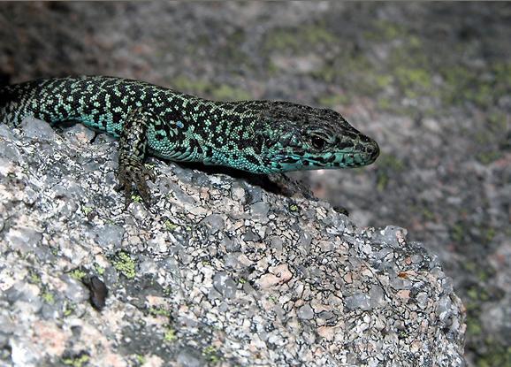 Iberian rock lizard (Lacerta monticola) Martín J.