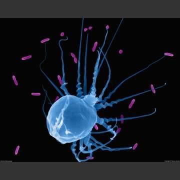 Őstenger- kékmoszat -cyanobaktérium
