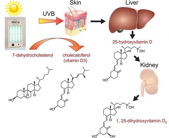 UVB és D vitamin