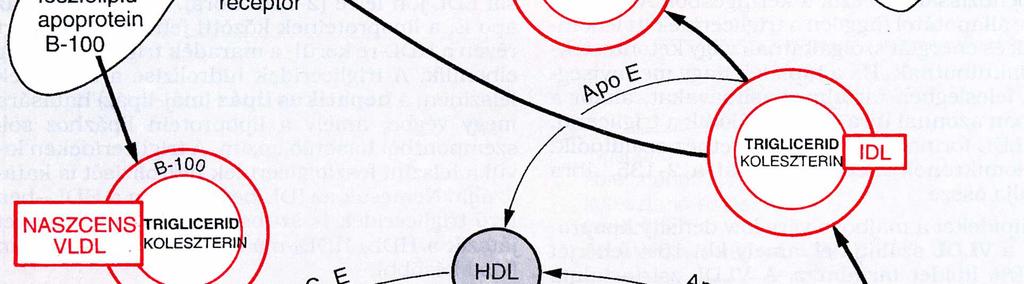 VLDL/LDL