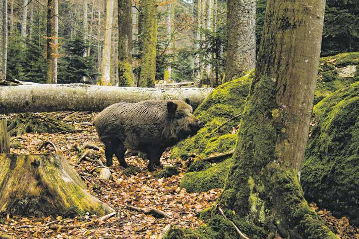6 Zöld Sopron Visszaszorítják a vadat a lakott és látogatott területekről Vaddisznók a Lövérekben BERTHA ÁGNES Nagyvad-terelővadászatot tartottak a múlt héten a parkerdő területén a Tanulmányi