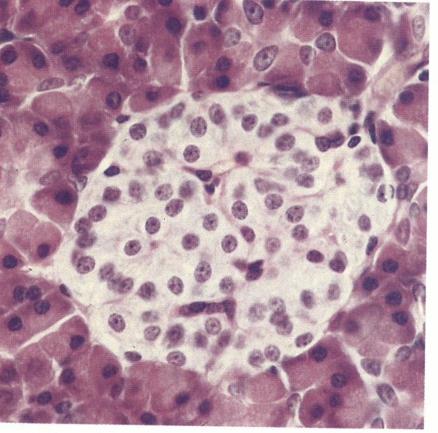 Az endokrin pancreas J. v. Mering, O.