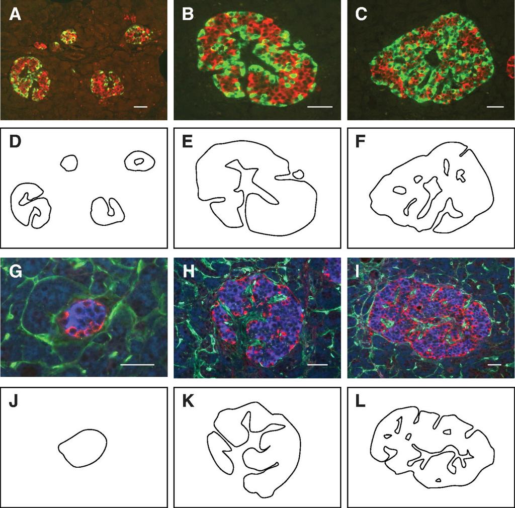 Langerhans (Bosco et al.