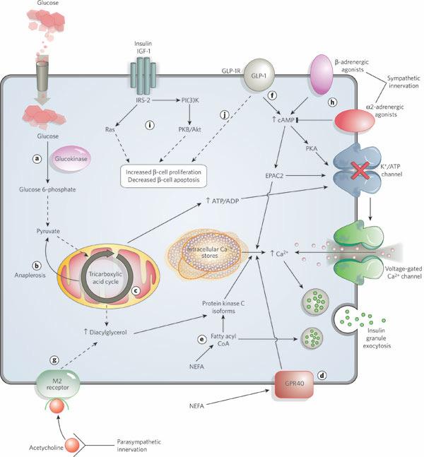 Az inzulin szekréció finomhangolása a ß-sejtekre ható szabályozó folyamatok integrálásának a következménye EPAC: exchange factor directly activated by camp FIGURE 2.