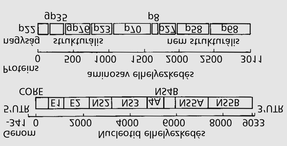 1. ábra: A HCV-genom szerkezete (P.Simmonds szerint, 1998.) goztuk a C-vírus-antigén elemzésén alapuló genotípusmeghatározást,mellyel a típusokon belül a szubtípusokat is detektálni tudjuk.